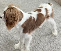 AKC Coa Coa, a male Cavalier King Charles Spaniel for sale in Columbia, SC – 7 of 9