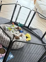 AKC Coa Coa, a male Cavalier King Charles Spaniel for sale in Wendell, NC – Photo 4 of 8