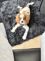 AKC Coa Coa, a male Cavalier King Charles Spaniel for sale in Wendell, NC – Photo 2 of 8