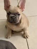 Chocolate , a male French Bulldog for sale in Miami, FL – Photo 2 of 3