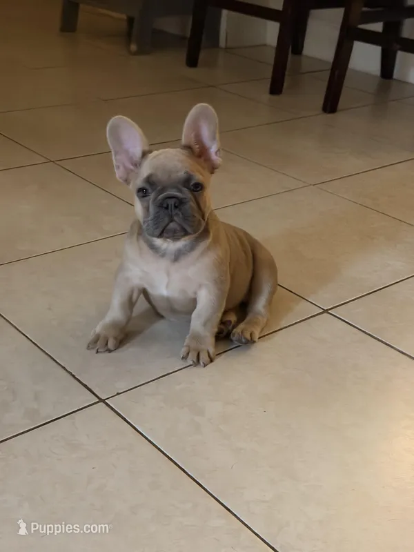 Chocolate  – French Bulldog puppy for sale in Miami, FL