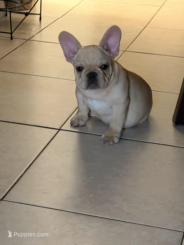 Caramelo, a male French Bulldog for sale in Miami, FL – Photo 1 of 4