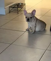 Caramelo, a male French Bulldog for sale in Miami, FL – Photo 2 of 4