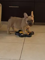 Chocolate , a male French Bulldog for sale in Miami, FL – Photo 3 of 3