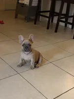 Caramelo, a male French Bulldog for sale in Miami, FL – Photo 4 of 4