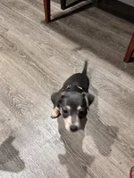 Jerry, a male Chihuahua for sale in Rialto, CA – 2 of 4