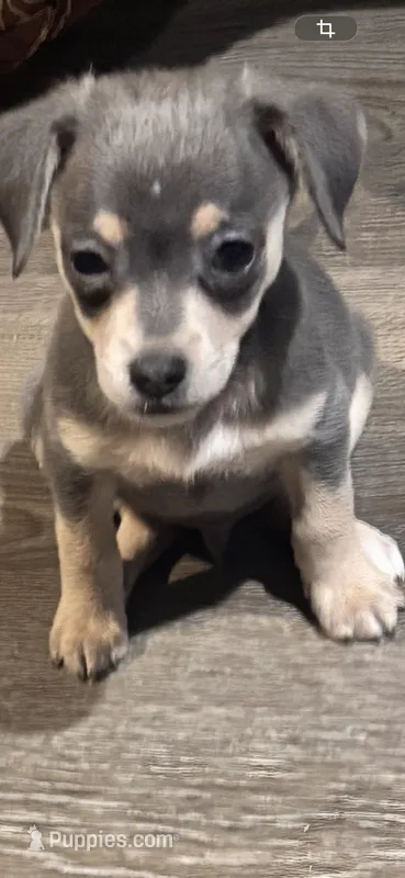 Jerry – Chihuahua puppy for sale in Rialto, CA