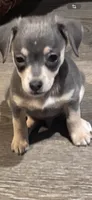 Jerry, a male Chihuahua for sale in Rialto, CA – 1 of 4