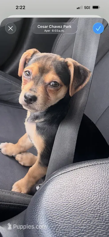 Boy – Chihuahua puppy for sale in Rialto, CA