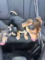Boy, a male Chihuahua for sale in Rialto, CA – 2 of 5