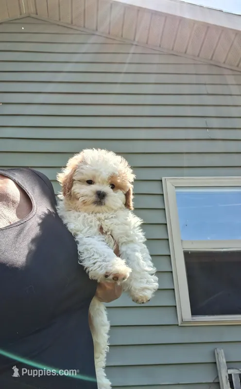 Teddy – Cavapoo, Shih Tzu puppy for sale in Black River, NY