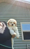 Teddy, a male Cavapoo and Shih Tzu for sale in Black River, NY – 1 of 1