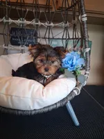 Bentley, a male Yorkshire Terrier for sale in Black River, NY – 2 of 2