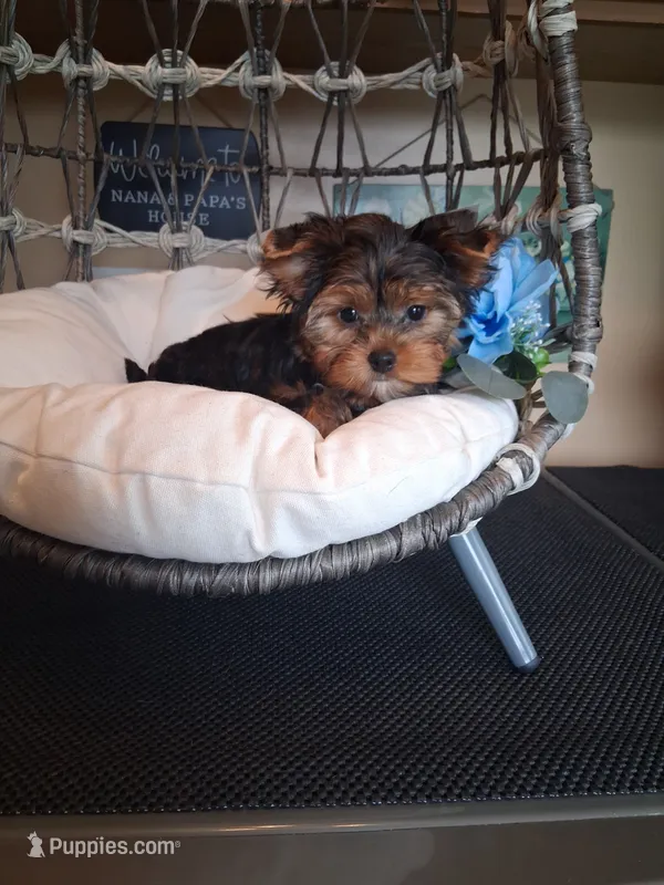 Bentley  – Yorkshire Terrier puppy for sale in Black River, NY