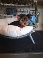 Bentley , a male Yorkshire Terrier for sale in Black River, NY – 1 of 2