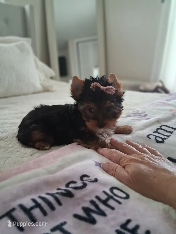 Lola – Yorkshire Terrier puppy for sale in Black River, NY
