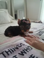 Lola, a female Yorkshire Terrier for sale in Black River, NY – 1 of 2