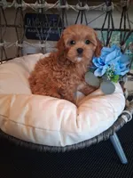Toby, a male Cavapoo for sale in Black River, NY – 2 of 2