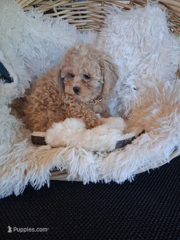 Teddy – Cavapoo puppy for sale in Black River, NY