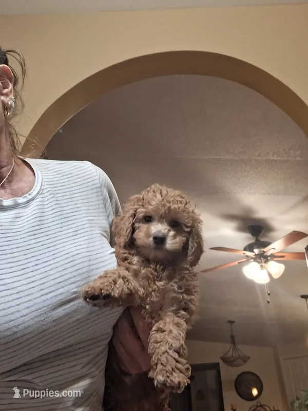 Toby – Cavapoo puppy for sale in Black River, NY