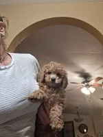 Toby, a male Cavapoo for sale in Black River, NY – 1 of 2