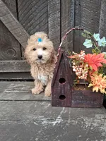 Bentley, a male Maltipoo for sale in Black River, NY – 2 of 2