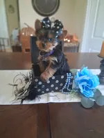 Toby, a male Yorkshire Terrier for sale in Black River, NY – 2 of 2