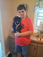 Tica, a female Cavapoo for sale in Black River, NY – 1 of 1