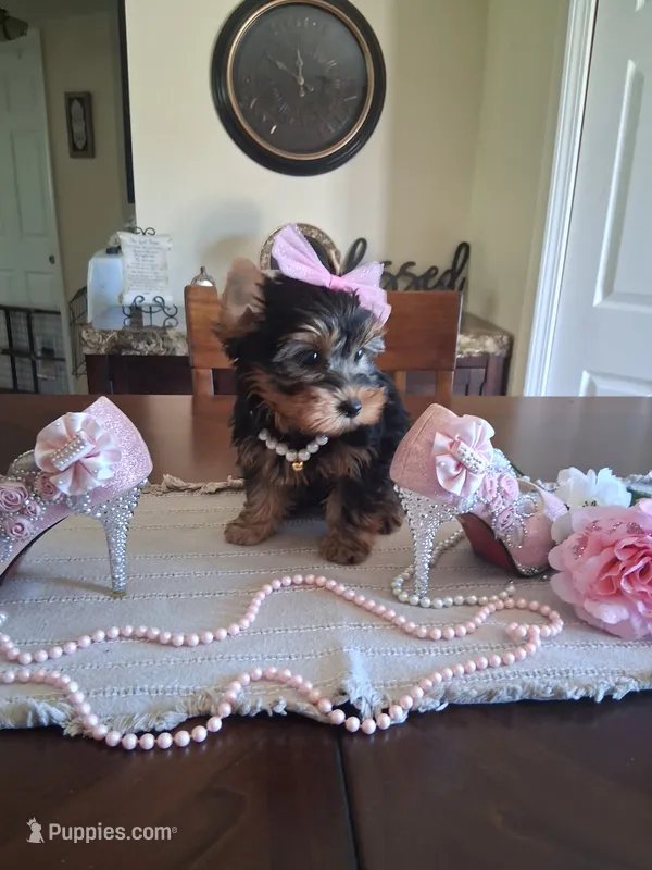 Mia – Yorkshire Terrier puppy for sale in Black River, NY