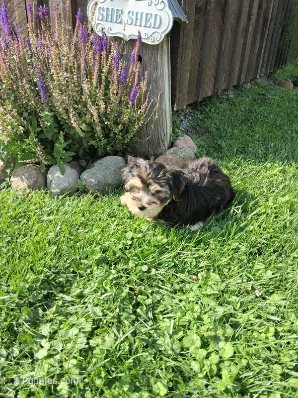 Toby – Morkie puppy for sale in Black River, NY