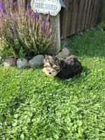 Toby, a male Morkie for sale in Black River, NY – 1 of 1