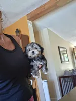Tiny tim, a male Morkie for sale in Black River, NY – 2 of 2