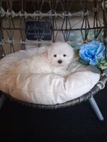 Milo, a male Maltese for sale in Black River, NY – 2 of 3