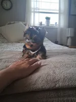 Lilly, a female Yorkshire Terrier for sale in Black River, NY – 1 of 2