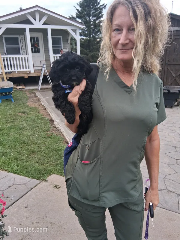 Teddy – Yorkipoo puppy for sale in Black River, NY
