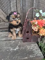 Maura, a female Morkie for sale in Black River, NY – 2 of 2