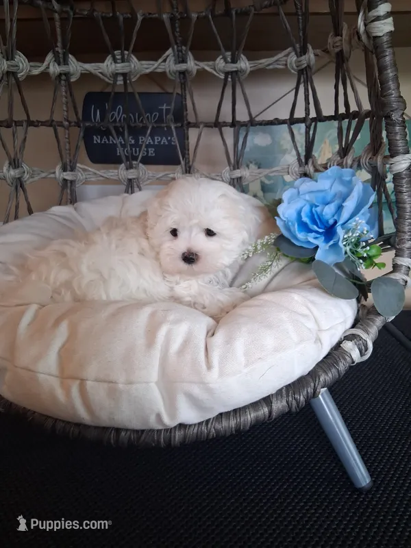 Milo – Maltese puppy for sale in Black River, NY