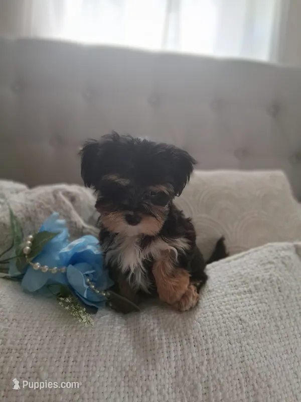 Morkie male tiny – Morkie puppy for sale in Black River, NY