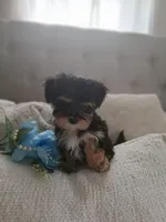 Morkie male tiny, a male Morkie for sale in Black River, NY – 2 of 2