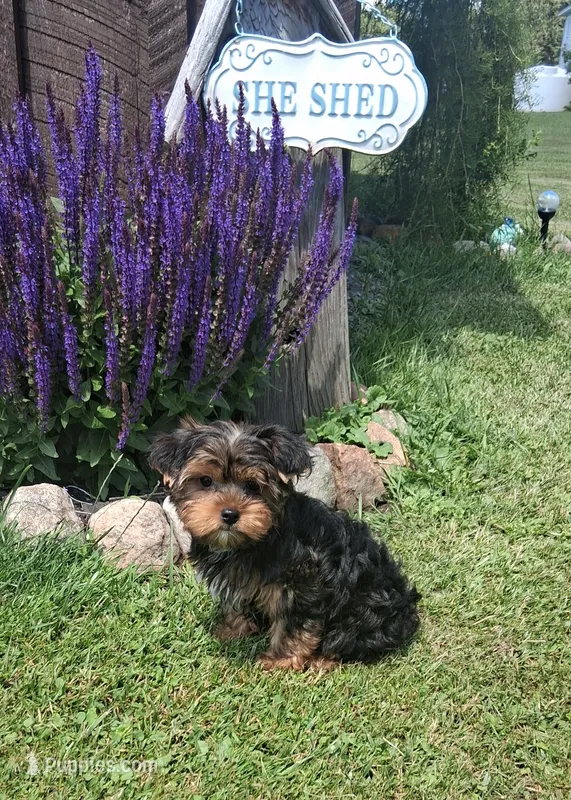 Bentley  – Yorkshire Terrier puppy for sale in Black River, NY