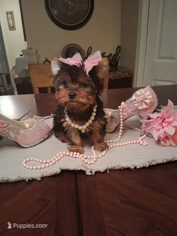 Tica – Yorkshire Terrier puppy for sale in Black River, NY