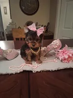 Tica, a male Yorkshire Terrier for sale in Black River, NY – Photo 2 of 2