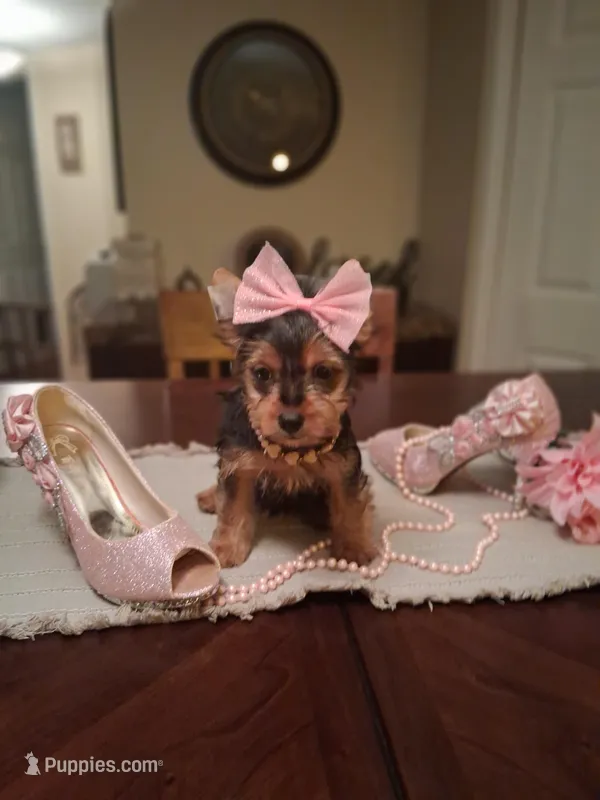 Lilly – Yorkshire Terrier puppy for sale in Black River, NY