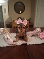 Lilly, a female Yorkshire Terrier for sale in Black River, NY – Photo 1 of 2