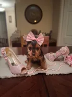 Lilly, a female Yorkshire Terrier for sale in Black River, NY – Photo 2 of 2