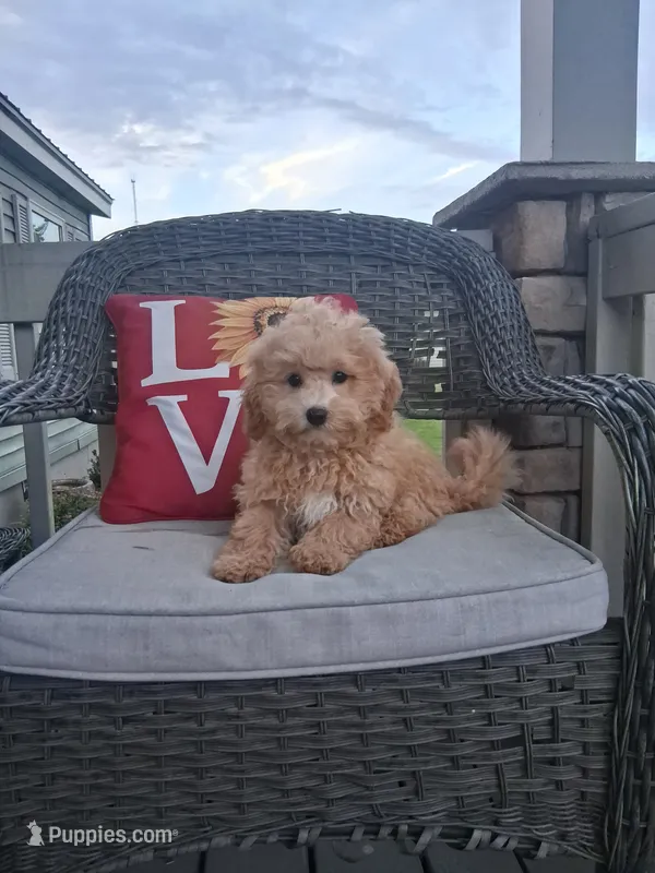 Toby – Cavapoo, Maltese puppy for sale in Black River, NY