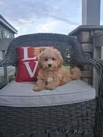 Toby, a male Cavapoo and Maltese for sale in Black River, NY – 1 of 2