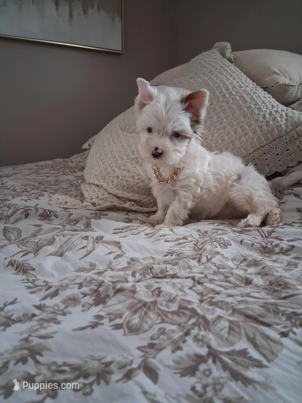 Oliver – Yorkshire Terrier puppy for sale in Black River, NY