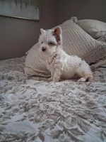 Oliver, a male Yorkshire Terrier for sale in Black River, NY – Photo 2 of 3