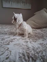 Oliver, a male Yorkshire Terrier for sale in Black River, NY – Photo 3 of 3